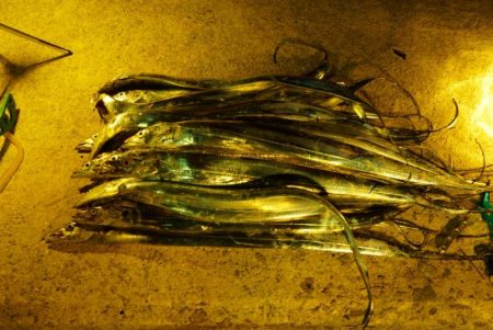 先週よりサイズアップ