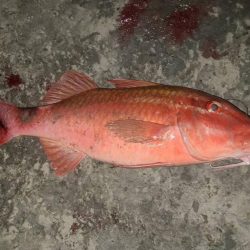 和歌山市江(吉丸渡船)で磯夜釣り