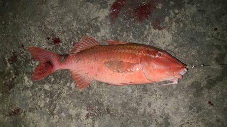 和歌山市江（吉丸渡船）で磯夜釣り