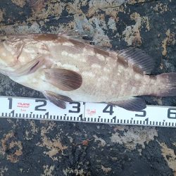 和歌山市江（吉丸渡船）で磯夜釣り