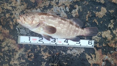 和歌山市江（吉丸渡船）で磯夜釣り