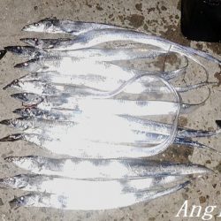 引き釣りでタチウオ2桁！