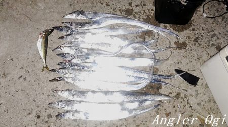 引き釣りでタチウオ2桁！