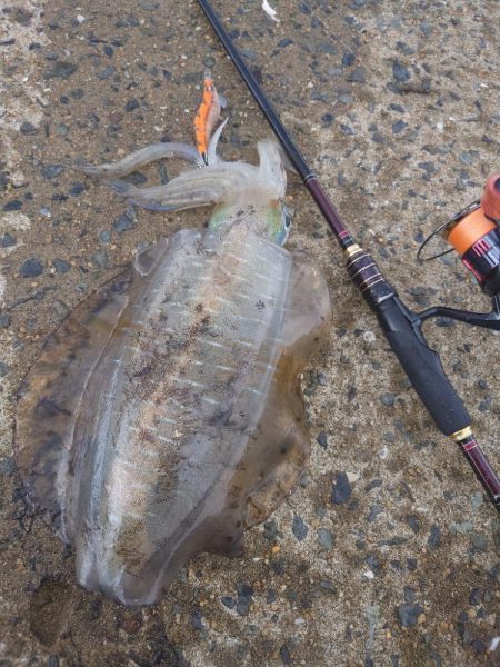 曇時々雷雨エギングIN対馬