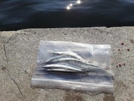 サヨリ爆釣のはずが