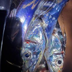 夕マズメのタチウオ