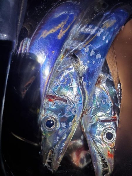 夕マズメのタチウオ