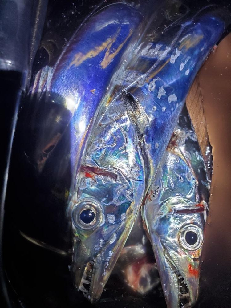 夕マズメのタチウオ