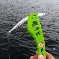 食いがシブい　サヨリちゃん