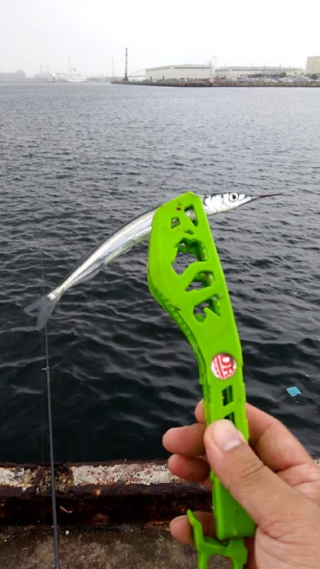 食いがシブい　サヨリちゃん