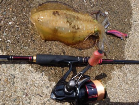 爆風エギングIN対馬