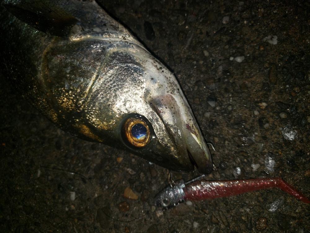 シーバス釣り