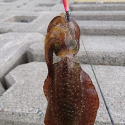 久しぶりの釣行