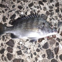 台風あとの濁りを攻める