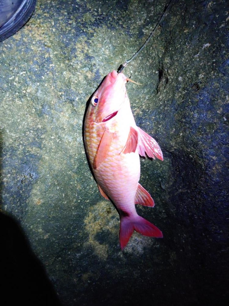 ひげ生えてんじゃん…おもしれー魚(おんな)