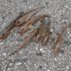 安定のハゼ(^.^)