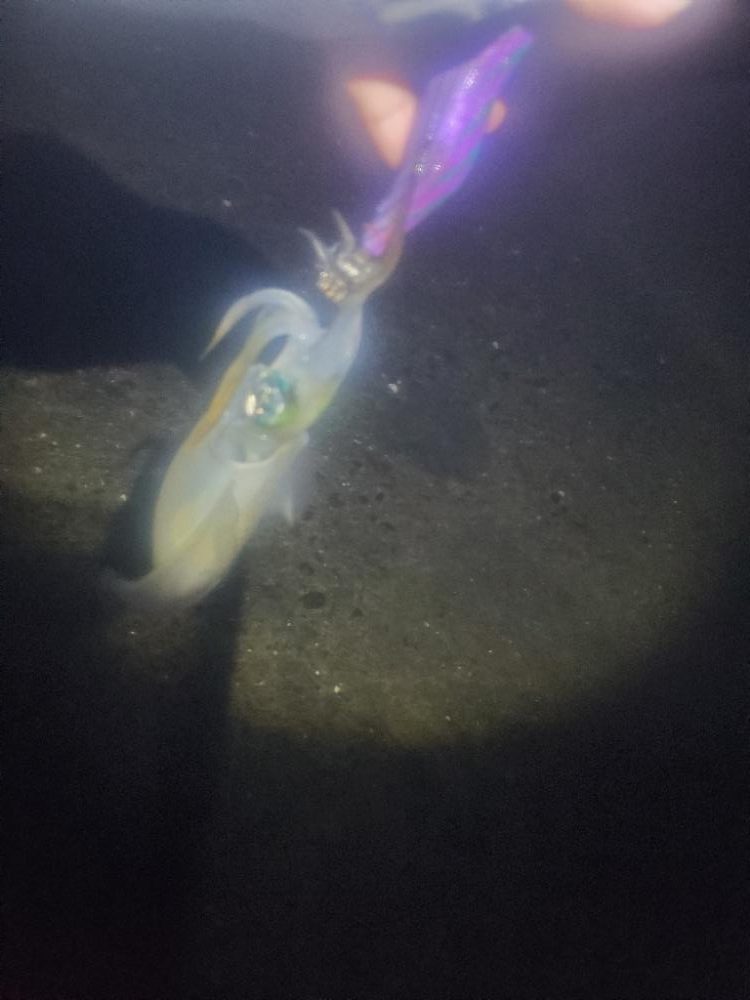 イカのサイズ確認