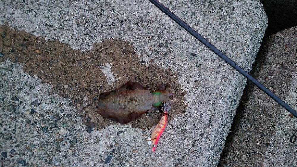 早朝短時間釣行