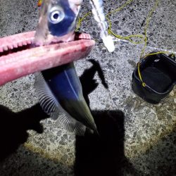 夕マズメは後のタチウオ狙い