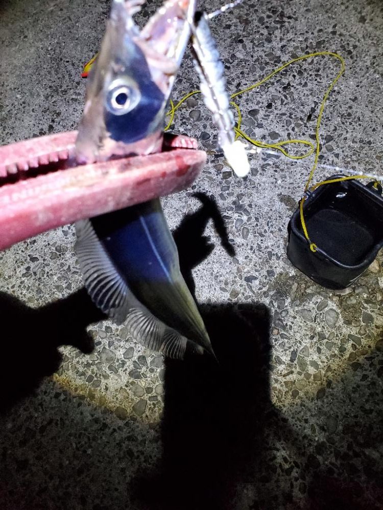夕マズメは後のタチウオ狙い