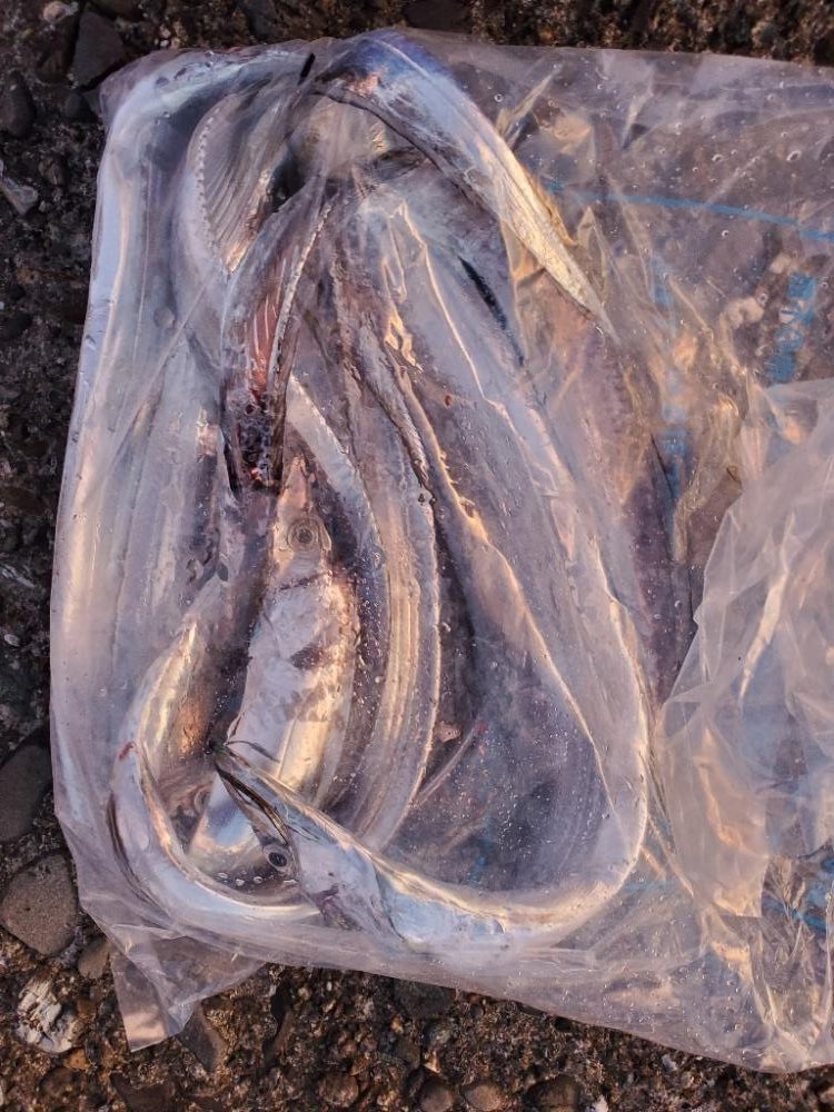 朝マズメ タチウオ好調