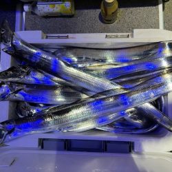 タチウオテンヤで大漁でした