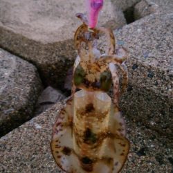 エギング多数ロスト