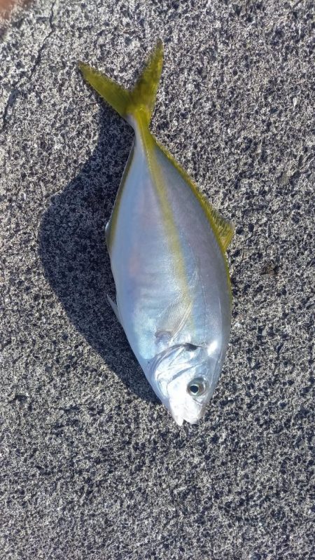 ちびっ子シマアジ