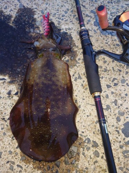 ナイトエギングIN対馬