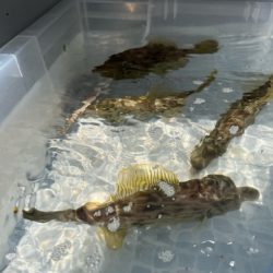 今季のカワハギ釣り開幕戦です