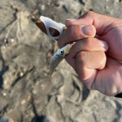 錦江町で投げ釣り