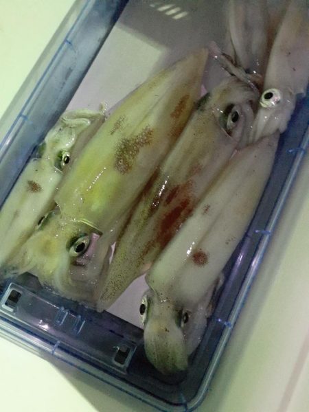 今年最後のイカメタル❗