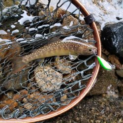 かわいい夏ヤマメが遊んでくれた