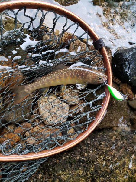 かわいい夏ヤマメが遊んでくれた