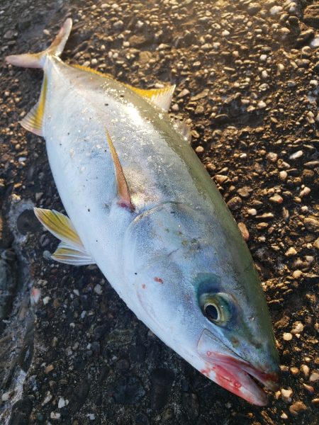 青物釣り