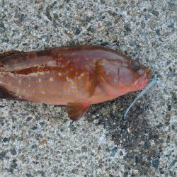 久しぶりにアジング