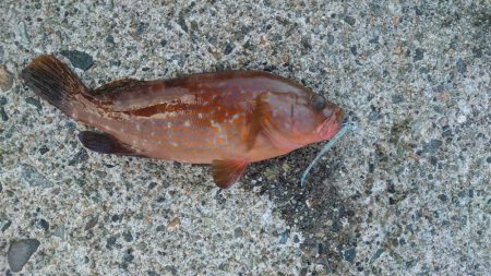 久しぶりにアジング