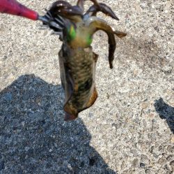 アオリイカ　タチウオです。