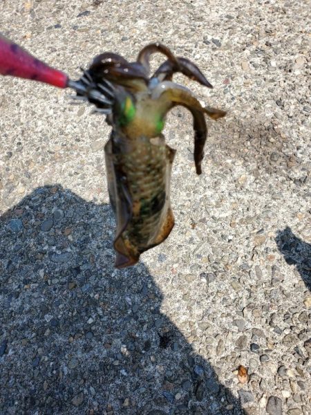 アオリイカ　タチウオです。