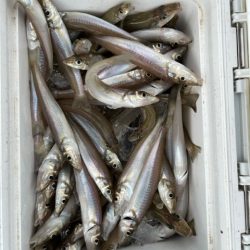 虹ノ松原はキスの群れが凄かった