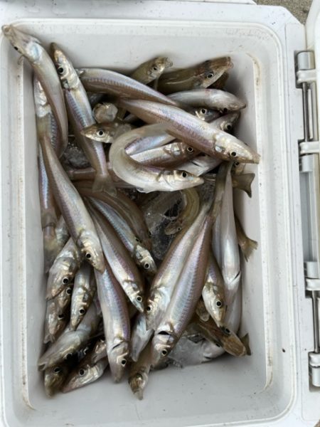 虹ノ松原はキスの群れが凄かった