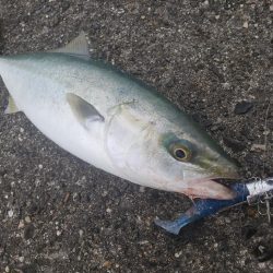 青物釣り