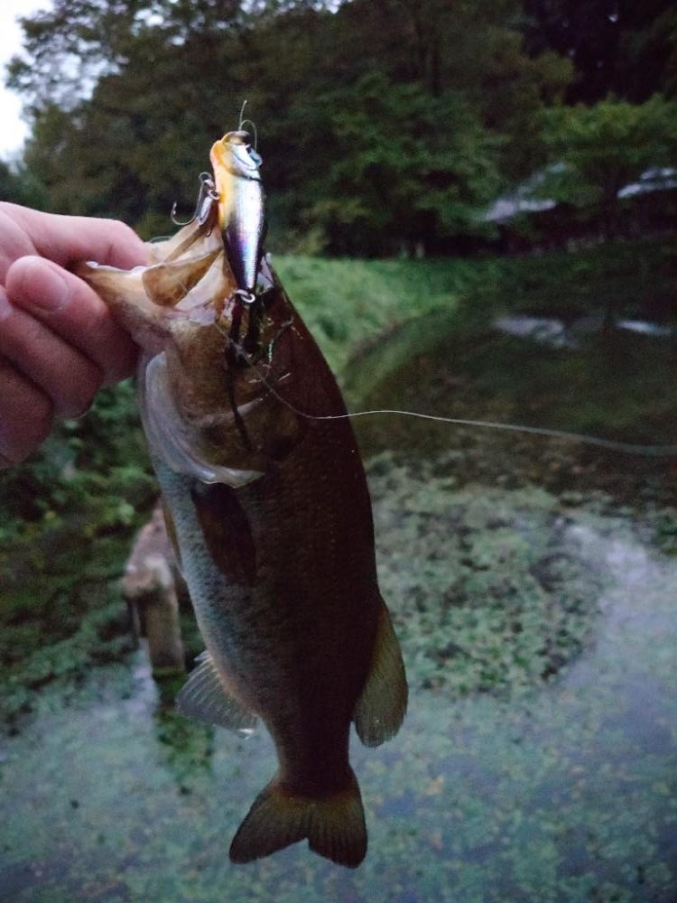 まだまだ水面ふ