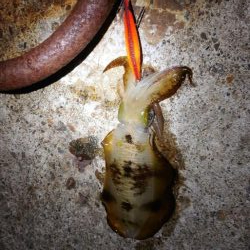 大きくなってきました