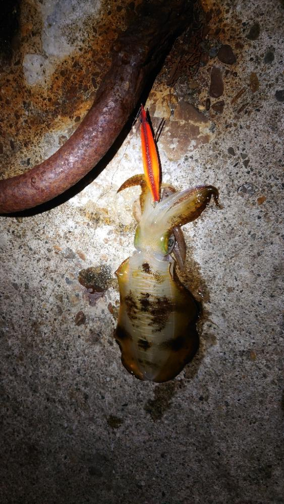 大きくなってきました