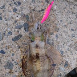 渋いのか？下手なのか？