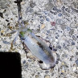 ナイトエギング