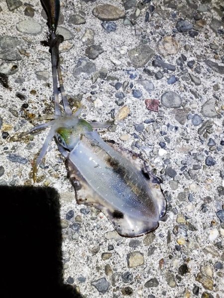 ナイトエギング