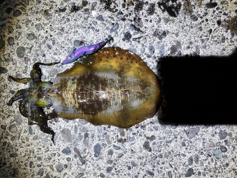 アオリイカとタチウオです!