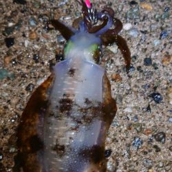 良いポイントを見つけた